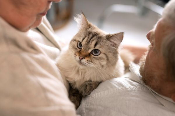 Gato com seus cuidadores.